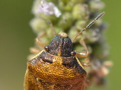 Phasiinae