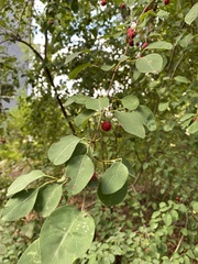 Amelanchier