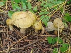 Suillus sibiricus
