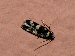 Oegoconia