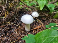 Clitocybe nebularis alba