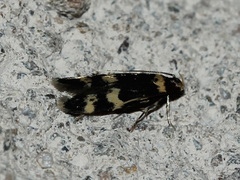 Oegoconia