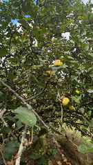 Crataegus mexicana
