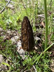 Morchella australiana