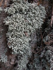 Lecanoromycetes