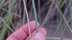 Spinifex longifolius