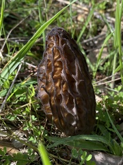 Morchella australiana
