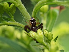 Synema globosum