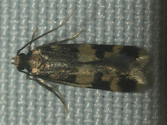 Oegoconia