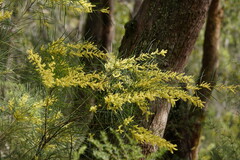 Acacia mucronata longifolia
