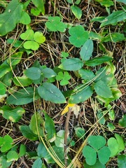 Stellaria bungeana