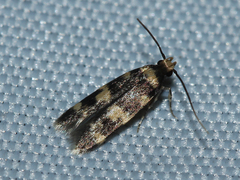 Oegoconia
