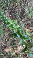Ligustrum quihoui