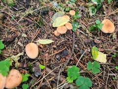 Lactarius aurantiacus