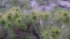 Spinifex longifolius