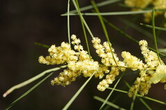 Acacia mucronata longifolia
