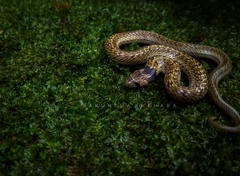 Oligodon taeniolatus