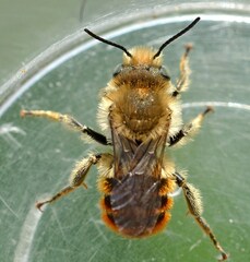 Osmia aurulenta
