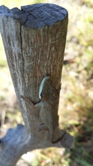 Anolis nicefori