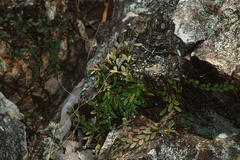 Dendrobium linguiforme