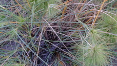 Spinifex longifolius