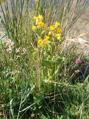 Lysimachia