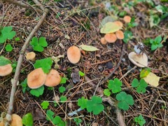 Lactarius aurantiacus
