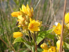 Lysimachia
