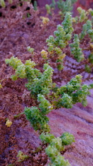 Salsola australis