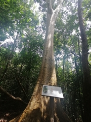 Myrcianthes fragrans