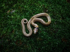 Oligodon taeniolatus