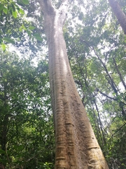 Myrcianthes fragrans