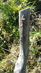 Anolis nicefori