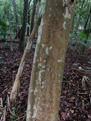 Myrcianthes fragrans