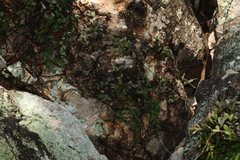 Dendrobium linguiforme