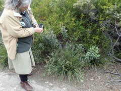 Orthrosanthus multiflorus