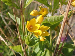 Lysimachia
