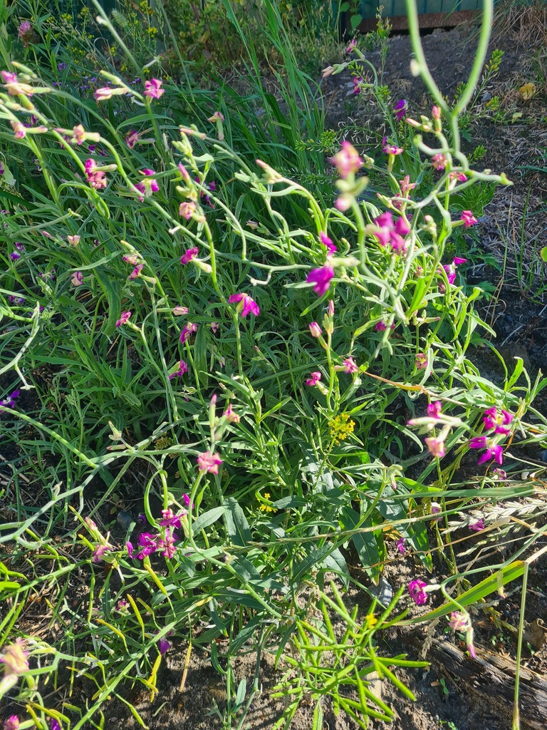 Matthiola longipetala bicornis from Ханты-Мансийск, Ханты-Мансийский ...