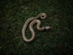 Oligodon taeniolatus