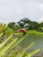 Urothemis signata