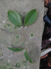 Myrcianthes fragrans