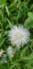 Senecioninae