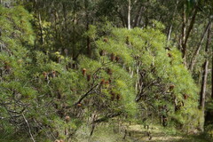 Banksia cunninghamii