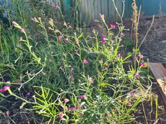 Matthiola longipetala bicornis