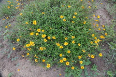 Wedelia hispida