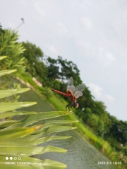 Urothemis signata