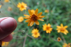 Wedelia hispida
