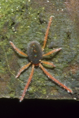 Eriorhynchus