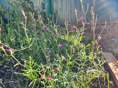 Matthiola longipetala bicornis