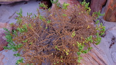Salsola australis